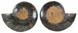 Split Black/Orange Ammonite Pair - Unusual Coloration #55731-1